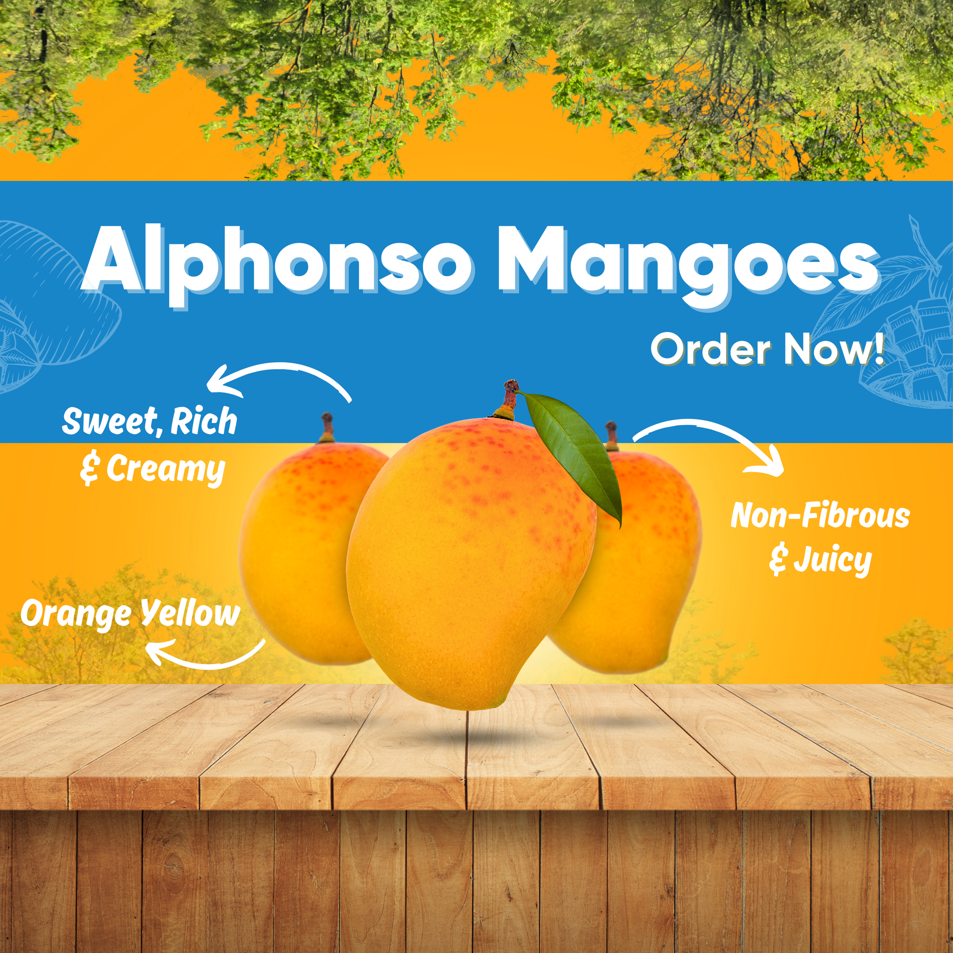 Alphonso Mango 12pcs